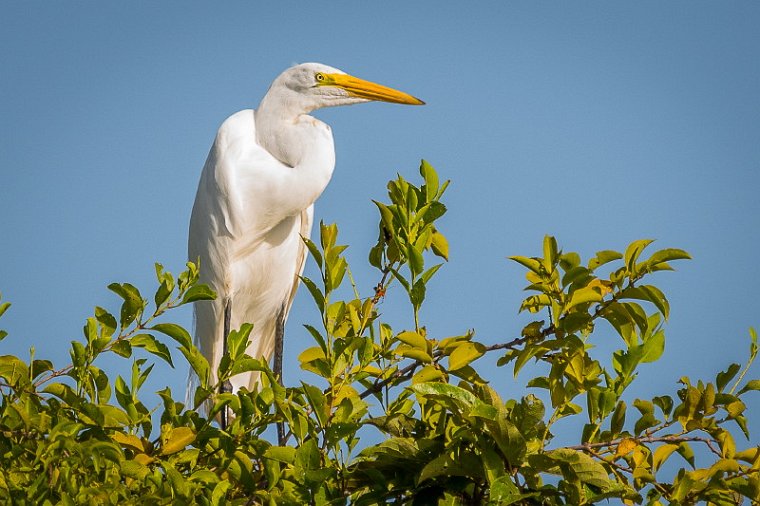 026 Brazilie, Santarem, grote zilverreiger.jpg